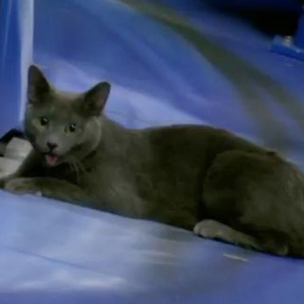 Baseball Cat, Miami Marlins Baseball Cat, Miami Marlins